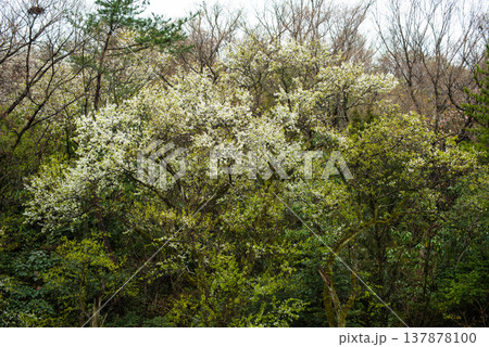 白い花をつけたバラ科マメナシの木 白い花をつけたバラ科マメナシの木 137878100