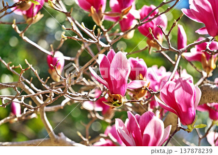 シモクレンの花（春、三月） 137878239