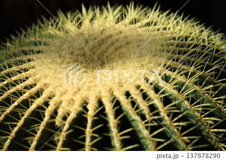 サボテンの棘 137878290