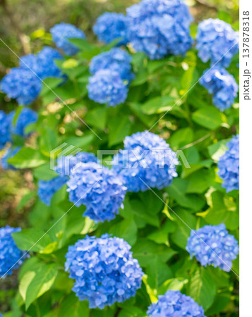 三重県 多気町 丹生 あじさい祭り 色とりどりの紫陽花のイメージ 三重県 多気町 丹生 あじさい祭り 色とりどりの紫陽花のイメージ 137878318