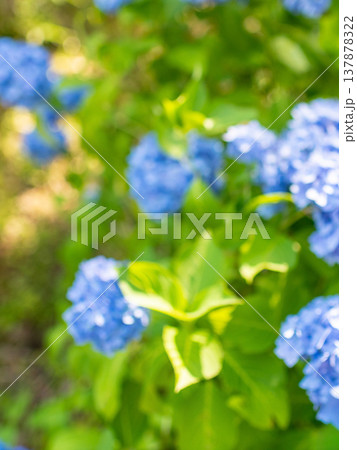 三重県　多気町　丹生　あじさい祭り　色とりどりの紫陽花のイメージ 137878322
