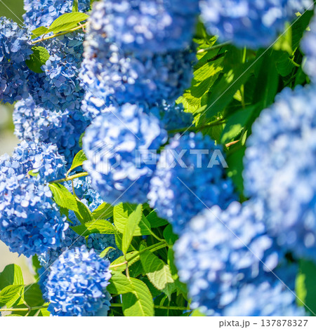 三重県　多気町　丹生　あじさい祭り　色とりどりの紫陽花のイメージ 137878327