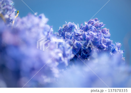 三重県　多気町　丹生　あじさい祭り　色とりどりの紫陽花のイメージ 137878335