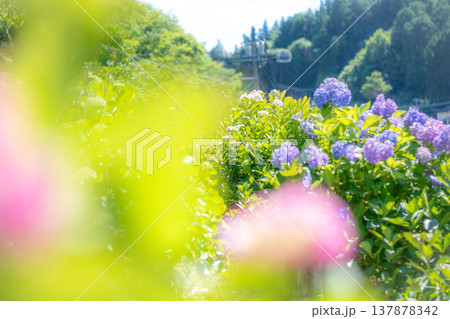 三重県　多気町　丹生　あじさい祭り　色とりどりの紫陽花のイメージ 137878342