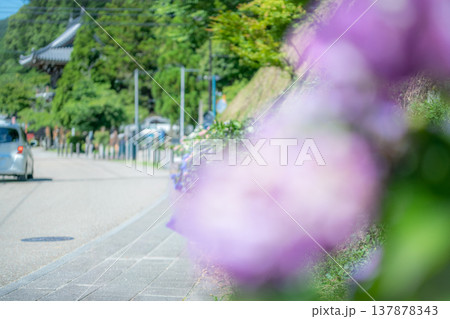 三重県　多気町　丹生　あじさい祭り　色とりどりの紫陽花のイメージ 137878343
