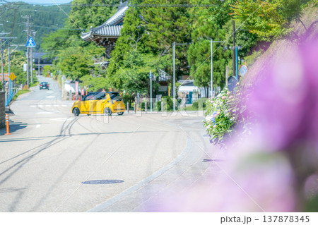 三重県　多気町　丹生　あじさい祭り　色とりどりの紫陽花のイメージ 137878345