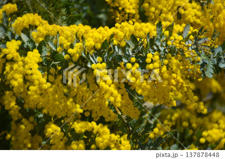 フサアカシアの花(別名・ミモザ) フサアカシアの花(別名・ミモザ) 137878448