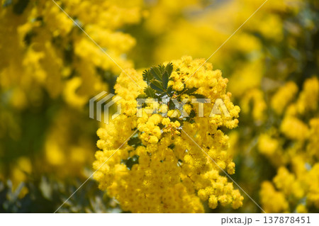 フサアカシアの花（別名・ミモザ） 137878451