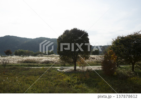 Han River bike path 137878612