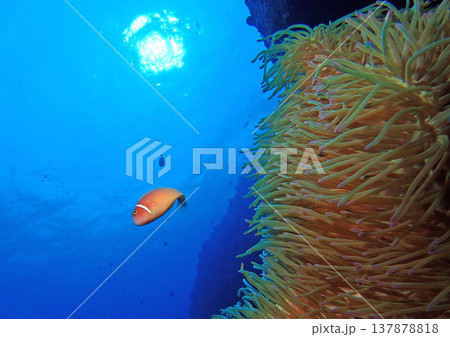 青い海と魚たち 137878818