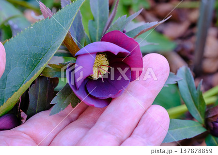 クリスマスローズ 137878859