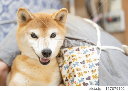 シャンプーする柴犬　可愛い柴犬　柴犬茜 137879102