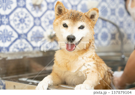 シャンプーする柴犬　可愛い柴犬　柴犬茜 137879104