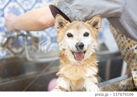 シャンプーする柴犬　可愛い柴犬　柴犬茜 137879106