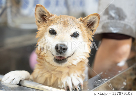 シャンプーする柴犬　可愛い柴犬　柴犬茜 137879108