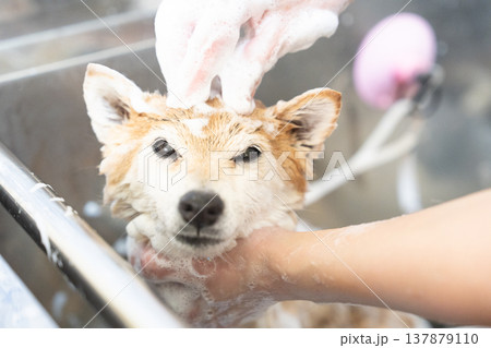 シャンプーする柴犬 可愛い柴犬 柴犬茜 シャンプーする柴犬 可愛い柴犬 柴犬茜 137879110