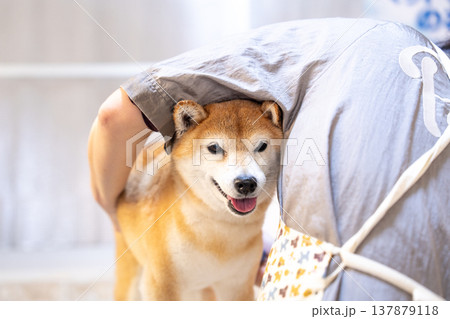 シャンプーする柴犬　可愛い柴犬　柴犬茜 137879118