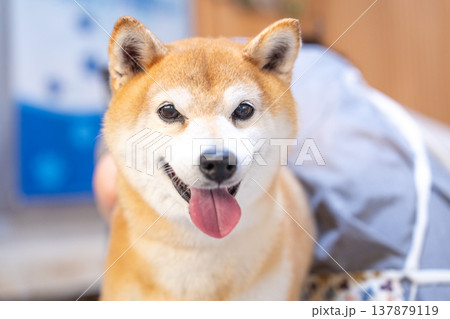 シャンプーする柴犬 可愛い柴犬 柴犬茜 シャンプーする柴犬 可愛い柴犬 柴犬茜 137879119