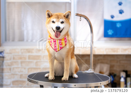 シャンプーする柴犬 可愛い柴犬 柴犬茜 シャンプーする柴犬 可愛い柴犬 柴犬茜 137879120