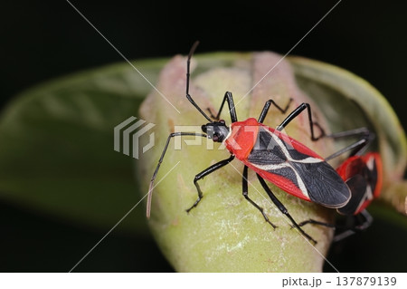 生き物　昆虫　クロジュウジホシカメムシ、南方系のカメムシ。黒地にたすき掛けの十文字が目立つ 137879139