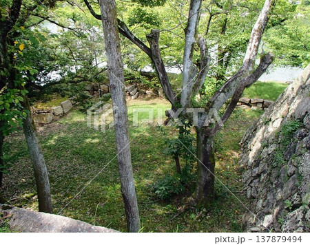 苔むした石垣 苔むした石垣 137879494