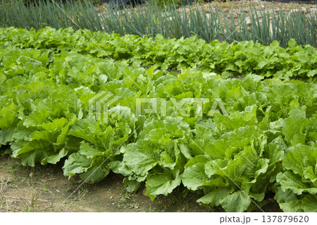 It's a cabbage field scene. It's a cabbage field scene. 137879620