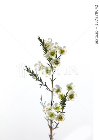 Wax flower with white background and white flowers Wax flower with white background and white flowers 137879642