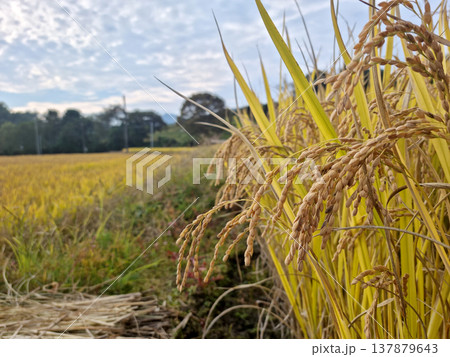 Close up to korea rice seeds in ear of paddy Close up to korea rice seeds in ear of paddy 137879643