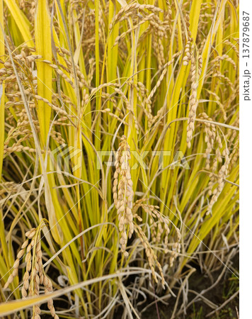 Close up to korea rice seeds in ear of paddy Close up to korea rice seeds in ear of paddy 137879687