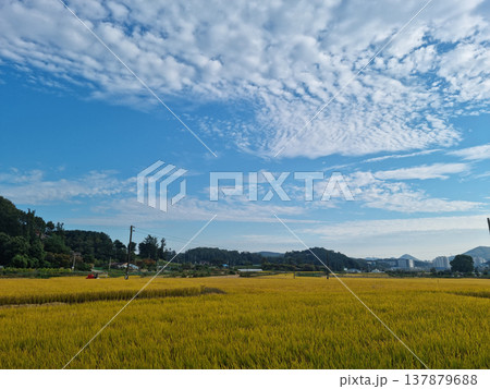 autumn golden rice field.  Rural landscape. 137879688