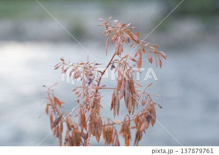 水辺のタケニグサの実 137879761