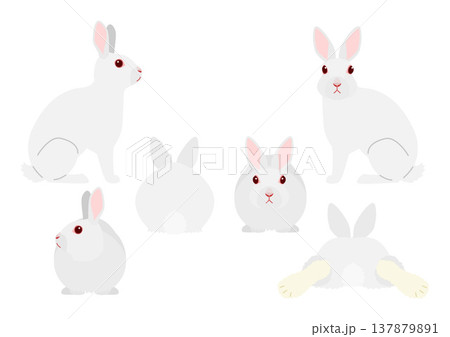 白いウサギのセット 137879891