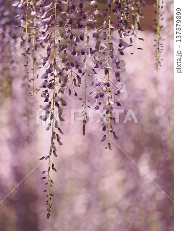 藤の花のクローズアップ画像 藤の花のクローズアップ画像 137879899
