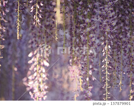 満開の藤の花の画像 満開の藤の花の画像 137879901