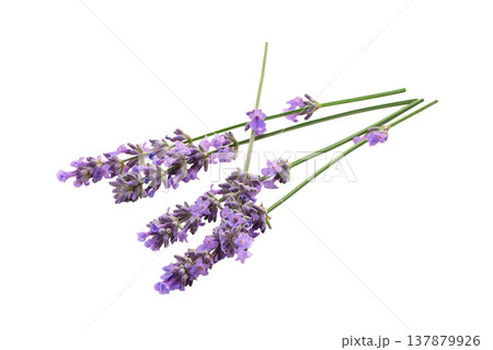 Three lavender stems with purple blooms together, isolated, PNG 137879926