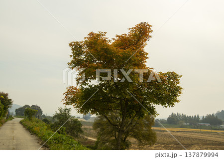 Han River bike path Han River bike path 137879994