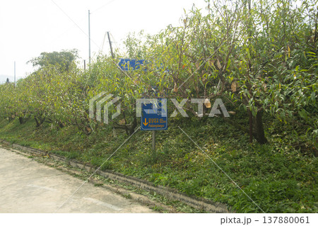 Han River bike path 137880061