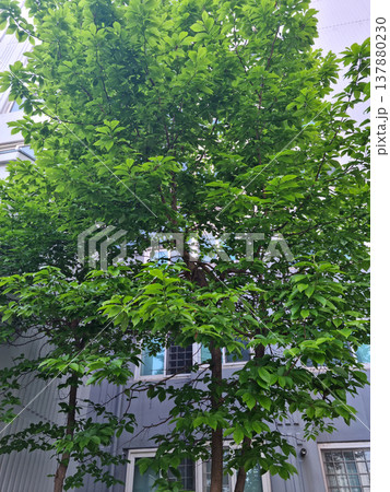 Magnolia tree 137880230