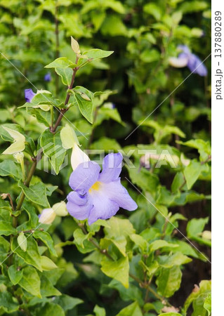 close up of purple flowers 137880289