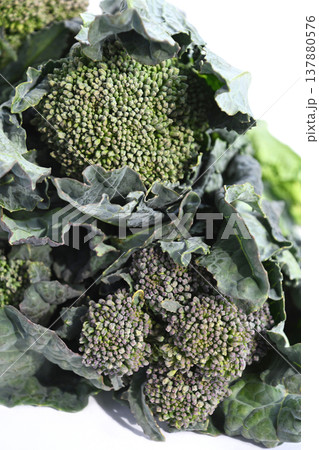 菜の花(アレッタ) 菜の花(アレッタ) 137880576