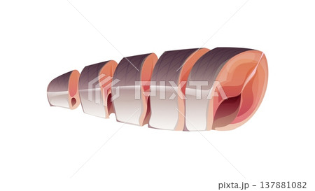 Fish fillet slices, seafood raw meat portion with skin and pink flesh texture isolated on white. Cartoon vector fresh herring fish ingredient for food cooking, recipe preparation step, kitchen scene 137881082