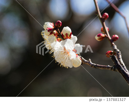 バラ科 白梅の開花 園芸品種思いの儘 バラ科 白梅の開花 園芸品種思いの儘 137881327