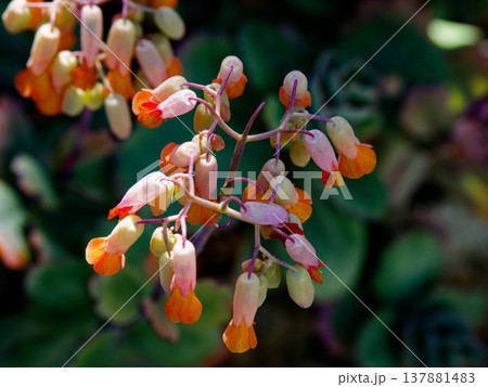 温室植物 ベンケイソウ科の多肉植物コチョウノマイ 温室植物 ベンケイソウ科の多肉植物コチョウノマイ 137881483