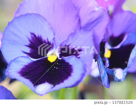 春の花(紫)と雫のクローズアップ 春の花(紫)と雫のクローズアップ 137881520
