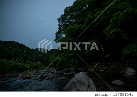 三重県　ホタルの舞う風景・夏イメージ 137881543