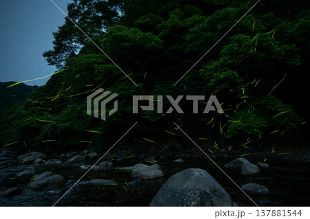 三重県　ホタルの舞う風景・夏イメージ 137881544