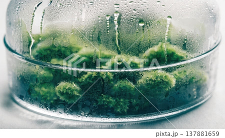 Lush green moss thriving inside a humid glass dome with condensation Lush green moss thriving inside a humid glass dome with condensation 137881659
