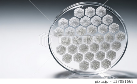 Scientific arrangement of hexagonal crystalline structures in a petri dish Scientific arrangement of hexagonal crystalline structures in a petri dish 137881669
