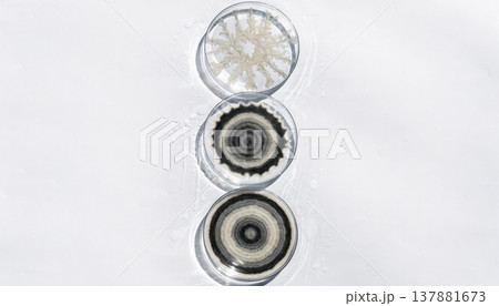 Three petri dishes with distinct circular patterns on a white background 137881673