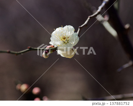 白梅開花 園芸品種八重茶青 白梅開花 園芸品種八重茶青 137881752